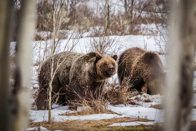 Jackson: Grand Teton Sunrise Safari With Naturalist Guide - Wildlife and Experience Highlights