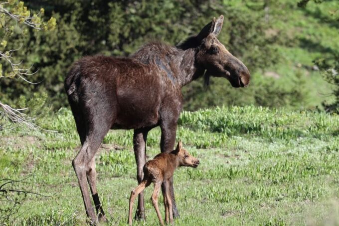 Jackson: Grand Teton Sunrise Safari With Naturalist Guide - Naturalist Guides Expertise