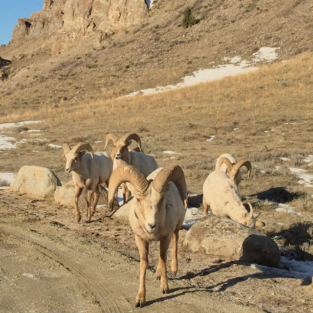 Jackson: Grand Teton Sunrise Safari With Naturalist Guide - Prepare for the Sunrise Safari