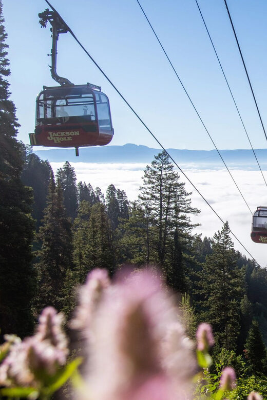 Jackson Hole: Aerial Tram and Gondolas Sightseeing - The Itinerary: What to Expect on Your Mountain Adventure