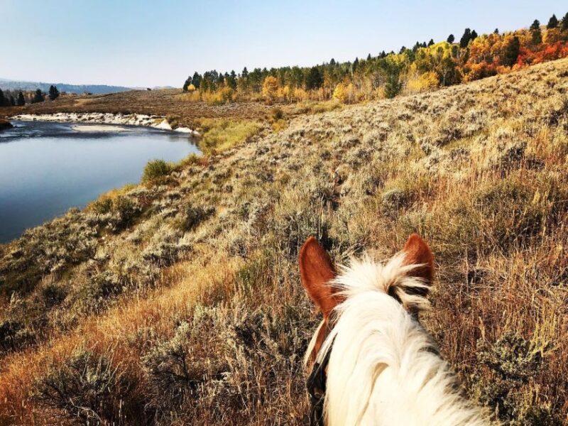 Jackson Hole: Bridger-Teton National Forest Horseback Ride - Safety and Restrictions