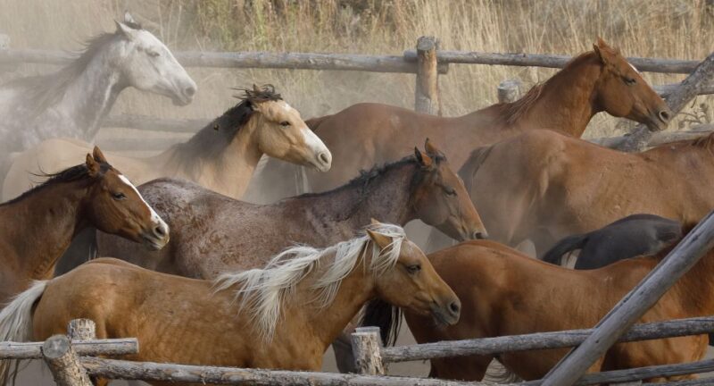 Jackson Hole: Dinner Cookout & Bridger-Teton Horseback Ride - Key Points