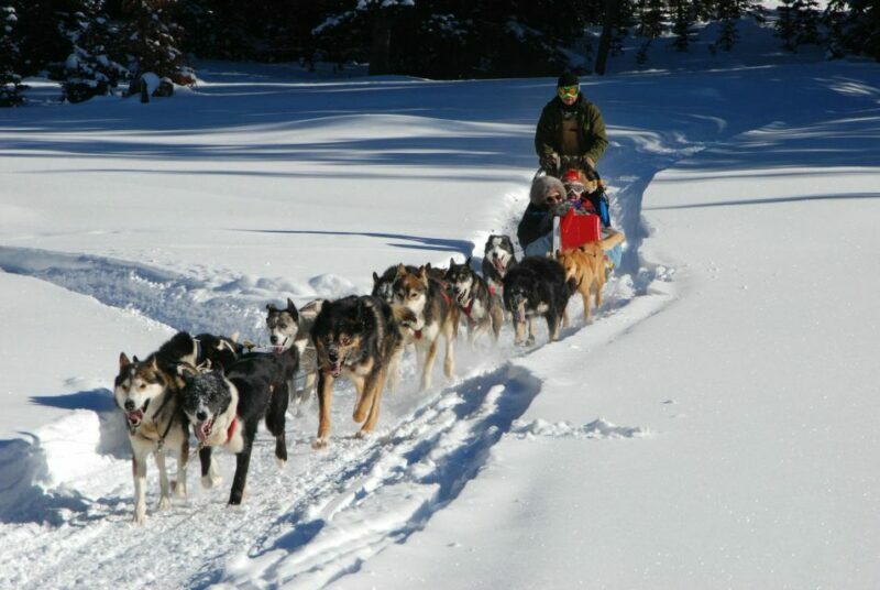 Jackson Hole: Dogsledding Tour with Hot Chocolate - Starting Point: Heart Six Ranch in Moran