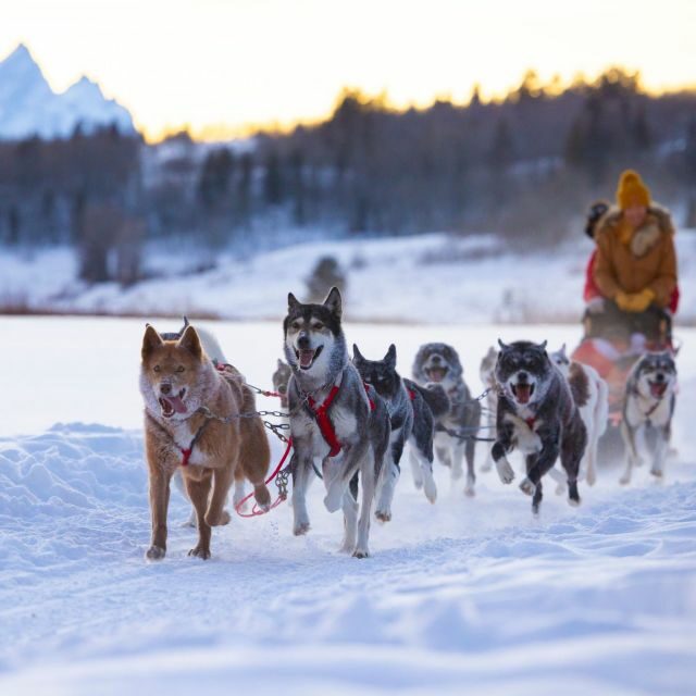 Jackson Hole: Dogsledding Tour with Hot Chocolate - The Dogs: Huskies in Action