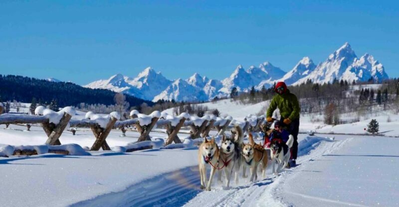 Jackson Hole: Dogsledding Tour with Hot Chocolate - Wildlife and Scenic Highlights