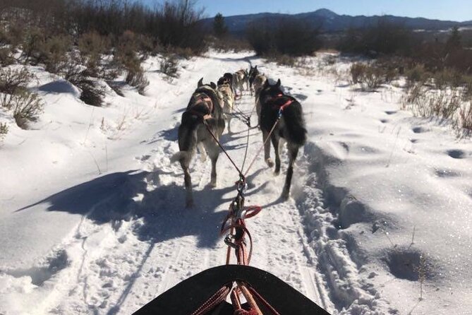 Jackson Hole Full-Day Dog Sledding and Snowmobiling Combo Trip - Dog Sledding Experience