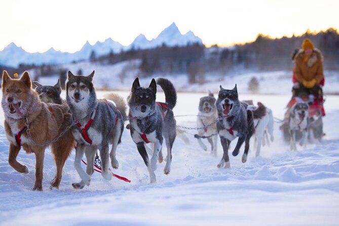Jackson Hole Full-Day Dog Sledding and Snowmobiling Combo Trip - Preparing for the Tour