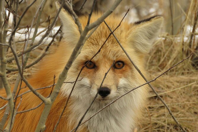 Jackson Hole & Grand Teton Park - Full-Day Wildlife Tour - Inclusions