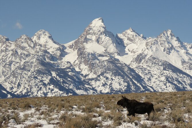 Jackson Hole & Grand Teton Park - Full-Day Wildlife Tour - Tour Requirements and Conditions
