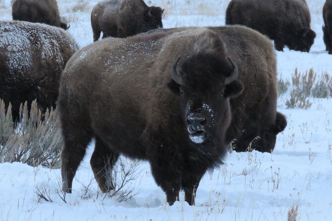Jackson Hole & Grand Teton Park - Full-Day Wildlife Tour - Exploring Jackson Hole