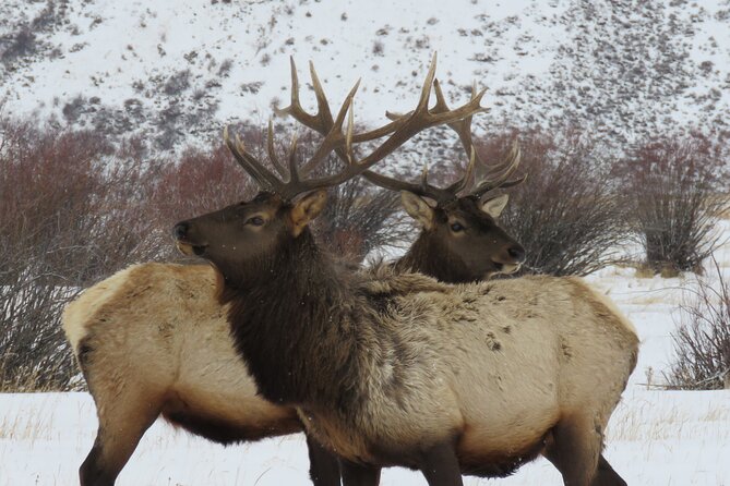 Jackson Hole & Grand Teton Park - Full-Day Wildlife Tour - Discovering Grand Teton Park