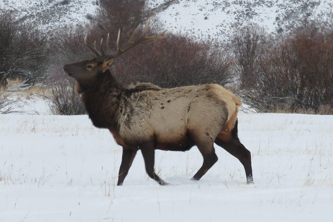 Jackson Hole & Grand Teton Park - Half-Day Wildlife Tour - Afternoon - Wildlife Sightings and Photography