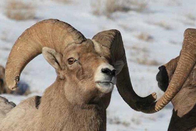 Jackson Hole & Grand Teton Park - Half-Day Wildlife Tour - Afternoon - Memorable Moments and Highlights
