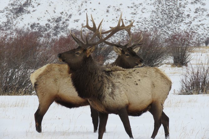 Jackson Hole & Grand Teton Park - Half-Day Wildlife Tour - Morning - Meeting and Pickup Details
