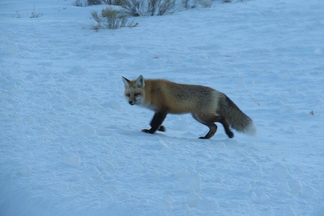 Jackson Hole & Grand Teton Park - Half-Day Wildlife Tour - Morning - Reviews and Ratings