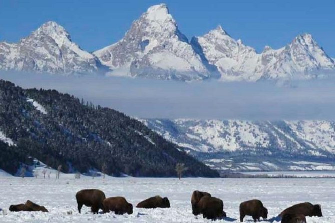 Jackson Hole & Grand Teton Park - Half-Day Wildlife Tour - Morning - Discovering Grand Teton Park