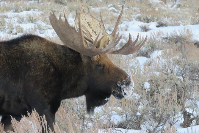 Jackson Hole & Grand Teton Park - Half-Day Wildlife Tour - Morning - Inclusions and Amenities