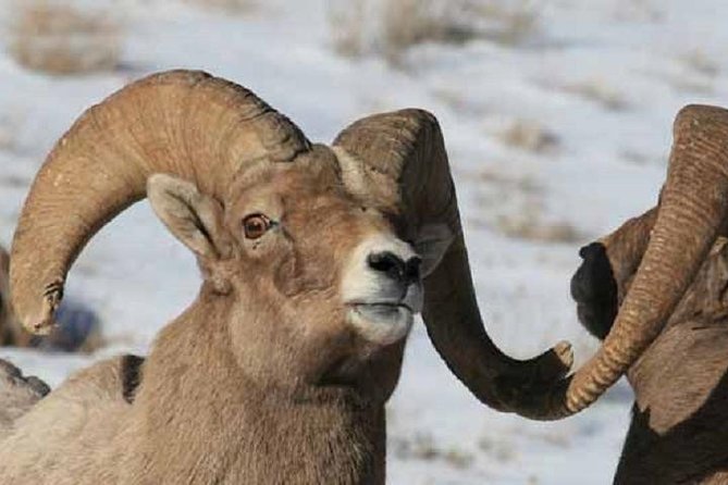 Jackson Hole & Grand Teton Park - Half-Day Wildlife Tour - Morning - Meeting and Pickup Details