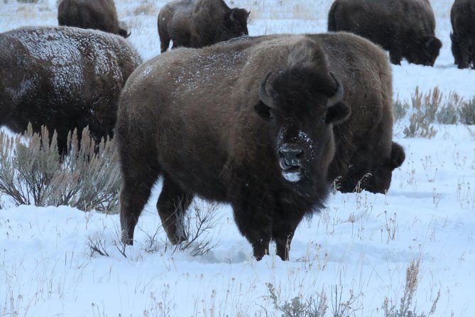 Jackson Hole & Grand Teton Park - Half-Day Wildlife Tour - Morning - Tour Requirements and Restrictions
