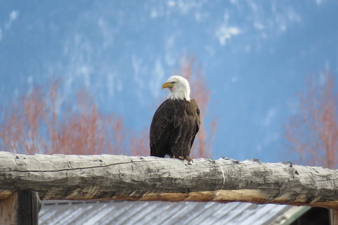 Jackson Hole & Grand Teton Park - Half-Day Wildlife Tour - Morning - Reviews and Ratings