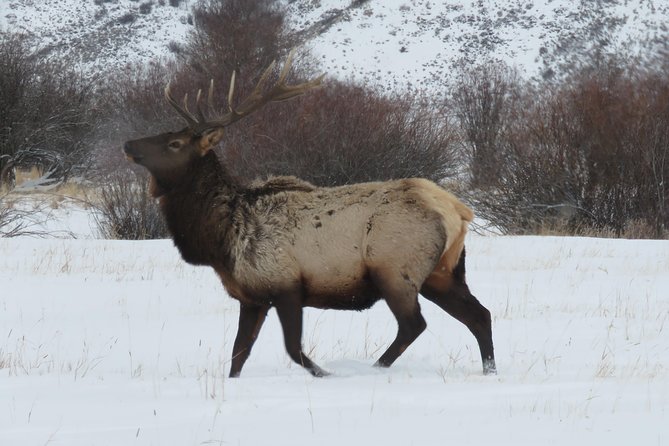 Jackson Hole & Grand Teton Park - Half-Day Wildlife Tour - Morning - Exploring Jackson Hole