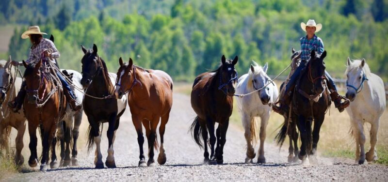 Jackson Hole: Moose Meadow Horseback Tour With Breakfast - Itinerary Details