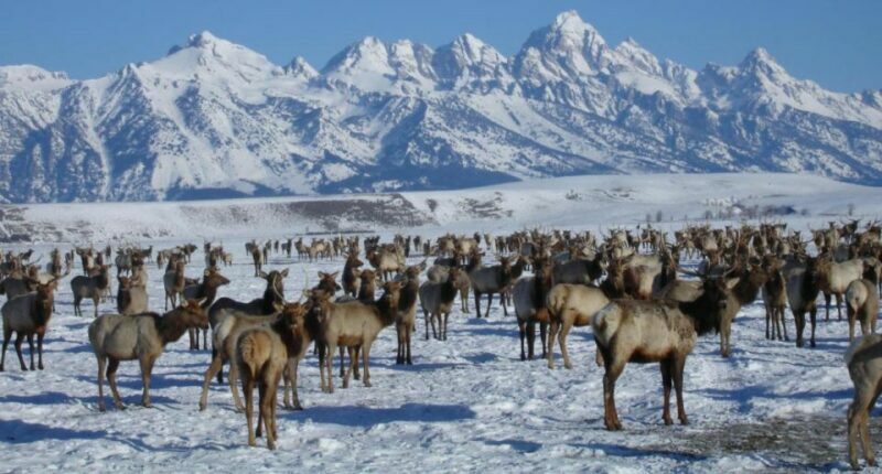 Jackson Hole: National Elk Refuge Sleigh Ride - An In-Depth Look at the Sleigh Ride Experience