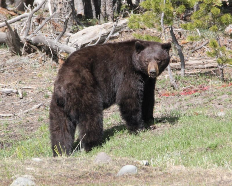 Jackson Hole: Yellowstone Lower Loop Upper Loop 2-Day Tour - Experience and Highlights