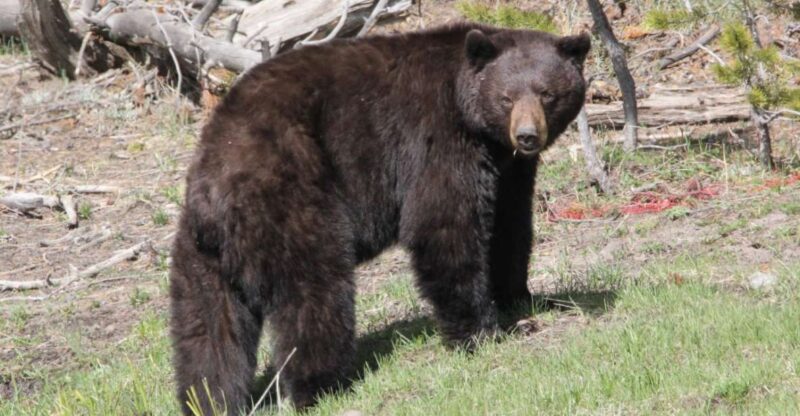 Jackson Hole: Yellowstone Lower Loop Upper Loop 2-Day Tour - Itinerary and Activities