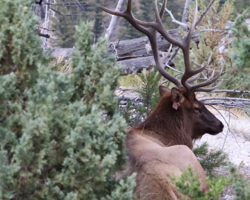 Jackson Hole:Guided Tours of Yellowstone Park & Teton 3-Days - Wildlife and Diversity