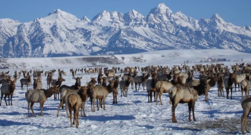 Jackson: National Elk Refuge Sleigh Ride - Logistics and Meeting Point