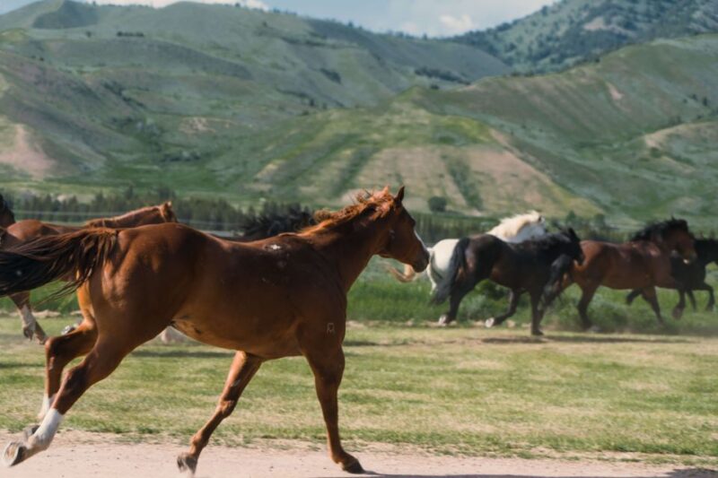 Jackson Signature 1/2 Day Ride Horseback Tour With Lunch - Tour Details