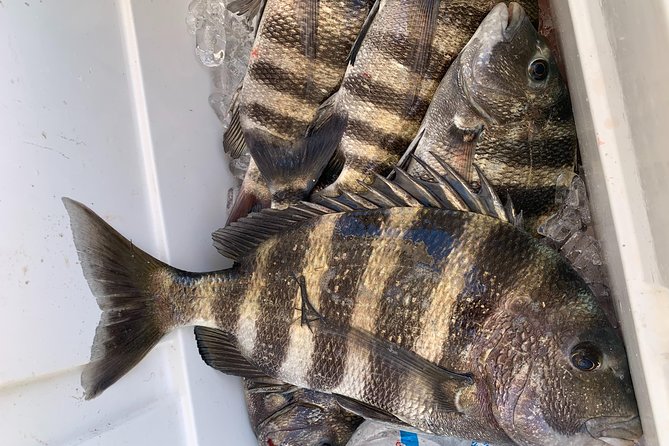 Jacksonville Fishing Charter-23 - Memorable Experiences