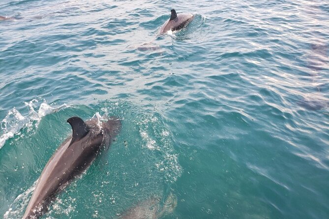 Jacksonville Private Boat Tour Daytime or Sunset, up to 6 People - Inclusions