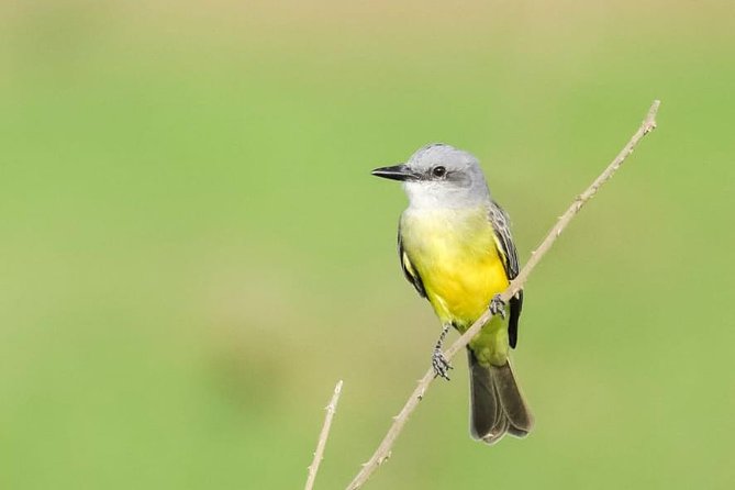 Jaco Birdwatching and Photography With Sergio - Participant Feedback