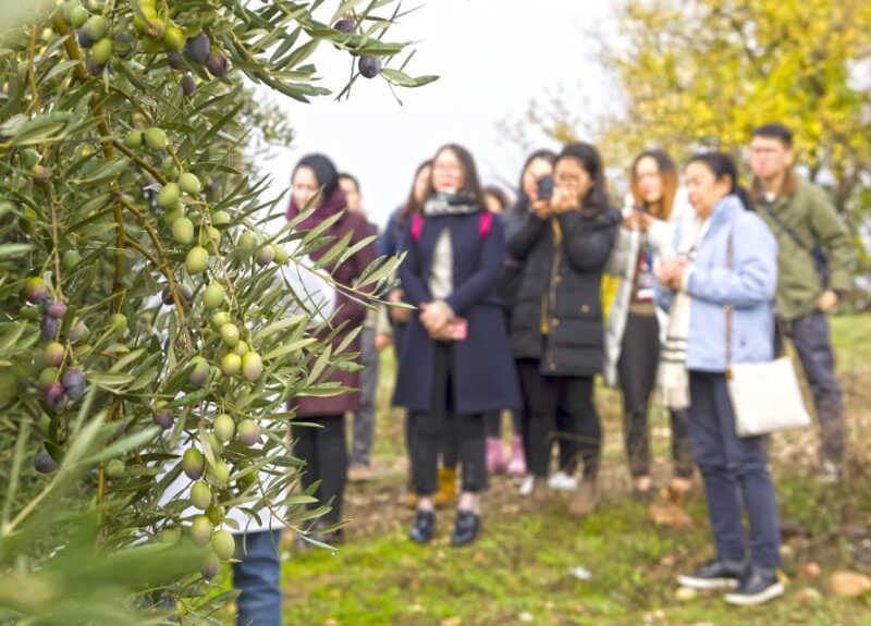 Jaén: Olive Mill Tour and Olive Oil Tasting Experience - Customer Reviews