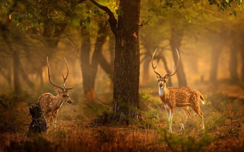 Jaipur: 4-Day Ranthambore National Park Tour With Tigers - Inclusions and Exclusions