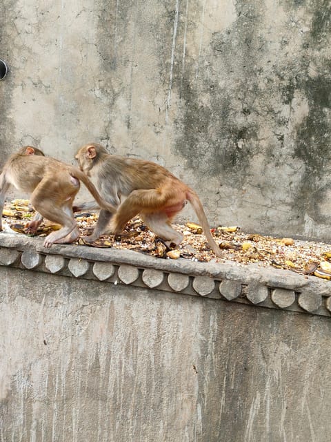 Jaipur City Tour With Monkey Temple by Ac Vehicle - Key Points