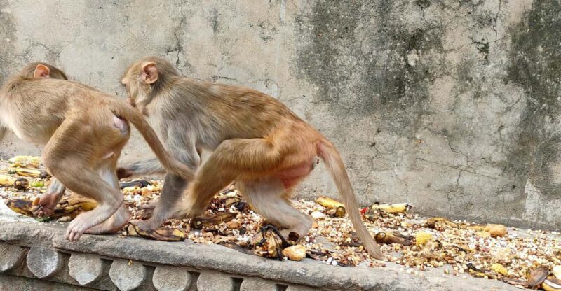 Jaipur City Tour With Monkey Temple by Ac Vehicle - Tour Overview