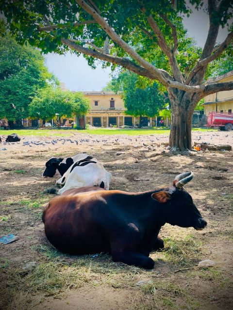 Jaipur Day Tour With Personal Tour Guide and Driver - Key Points