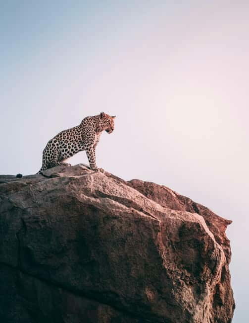 Jaipur: Jhalana Amagarh Leopard Reserve 4×4 Jeep Safari - An Honest Look at the Safari Experience
