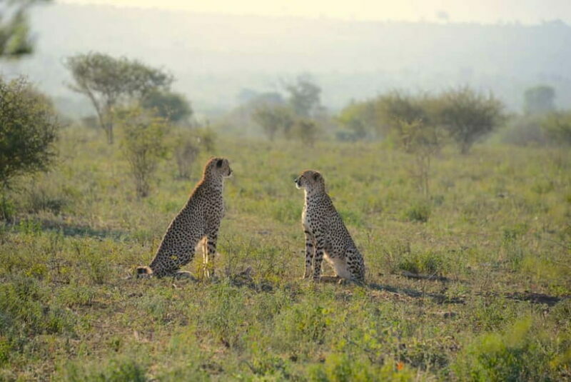 Jaipur: Jhalana Amagarh Leopard Reserve 4×4 Jeep Safari - Authentic Encounters & Real-World Experiences