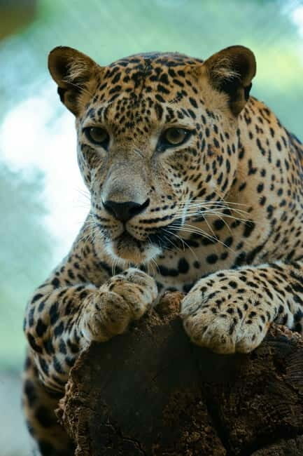 Jaipur: Jhalana Amagarh Leopard Safari Park Guided Tour - An Authentic Safari in the Heart of Jaipur