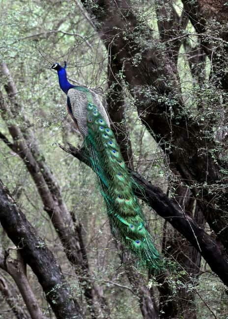Jaipur: Jhalana Amagarh Leopard Safari Park Guided Tour - The Experience of the Safari