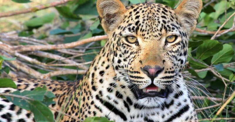 Jaipur: Jhalana Leopard Safari Private Tour - Itinerary and Experience