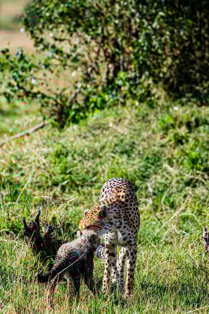 Jaipur: Jhalana Leopard Safari Private Tour - Wildlife and Conservation
