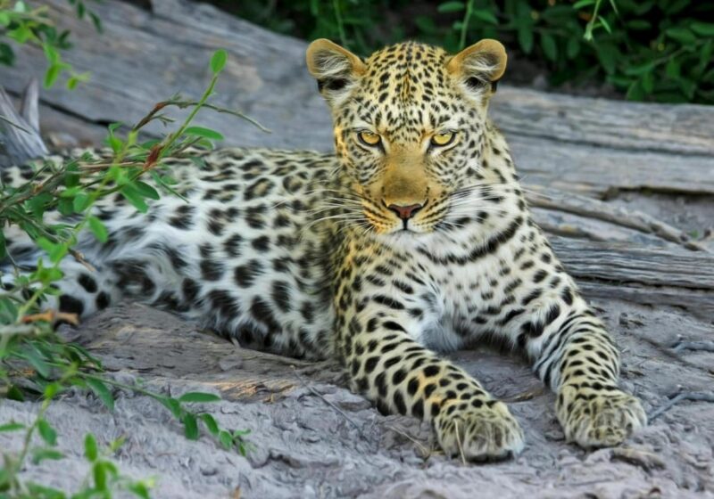 Jaipur: Jhalana Leopard Safari Private Tour - Tour Inclusions and Exclusions