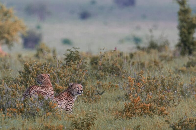 Jaipur: Jhalana Leopard Safari Private Tour - Important Information