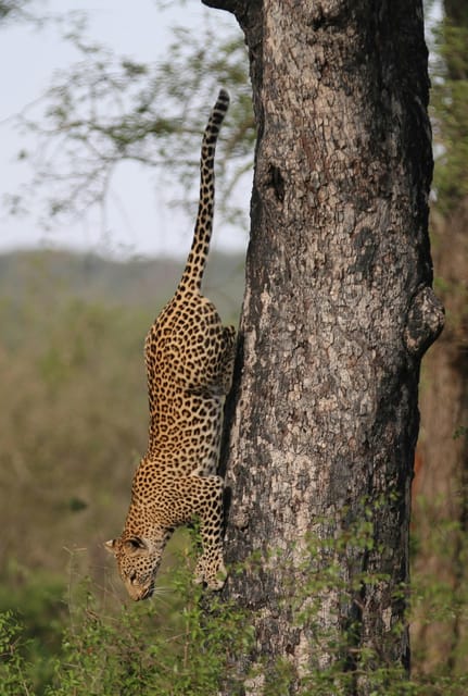 Jaipur: Jhalana Leopard Safari Private Tour - Customer Reviews