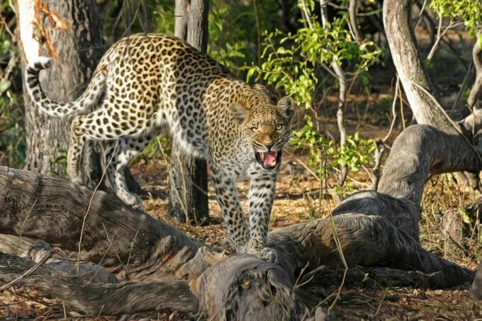 Jaipur: Jhalana Leopard Safari Private Tour - Frequently Asked Questions